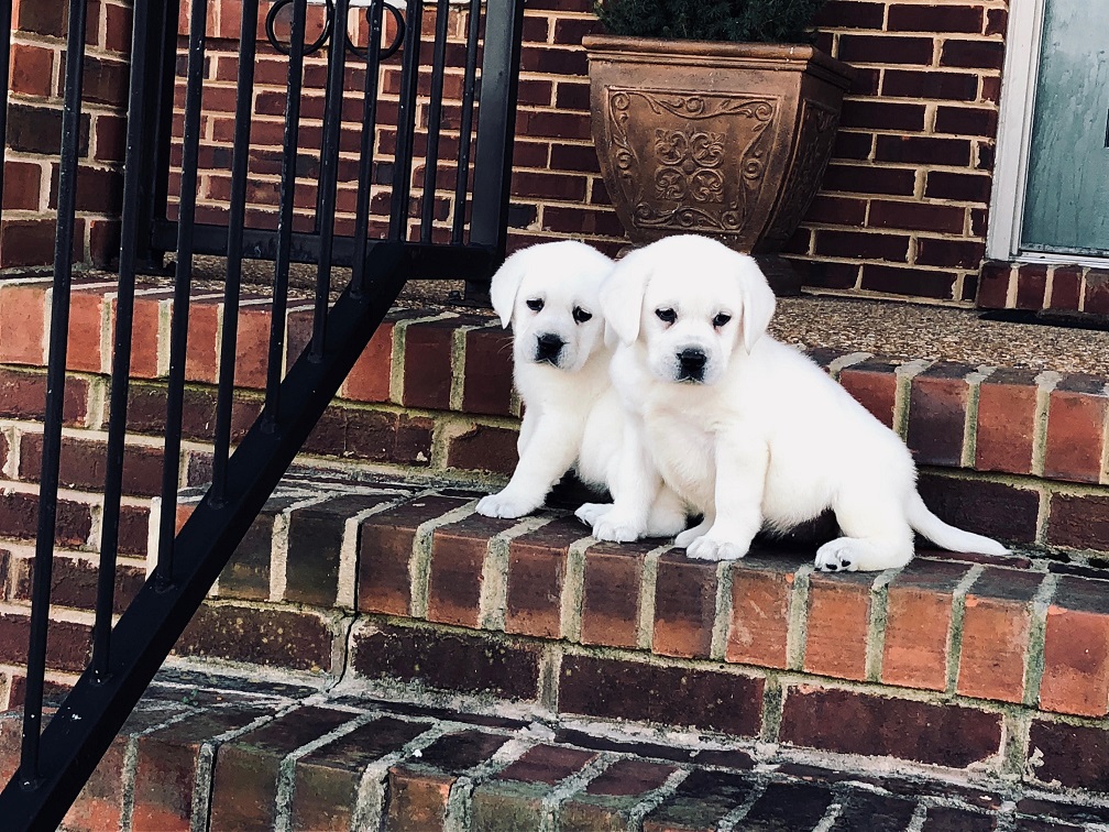 lab small puppies